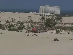 巨大なベアバックコック アゲサゲビデオ